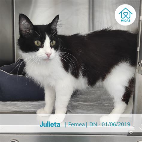Felídeos para Adoptar .